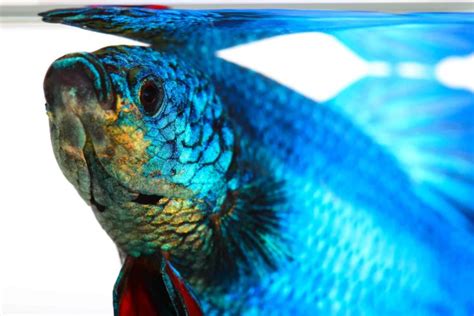 Who Sells Betta Fish: The Best Places to Find Healthy and .